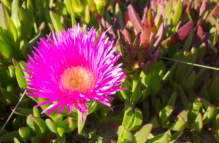 Carpobrotus, commonly known as pigface, ice plant, sour fig, and Hottentot fig, is a genus of ground-creeping plants with succulent leaves and large daisy-like flowers. 