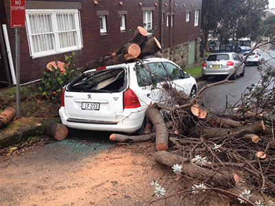 Fallen tree on Carr Street, Coogee