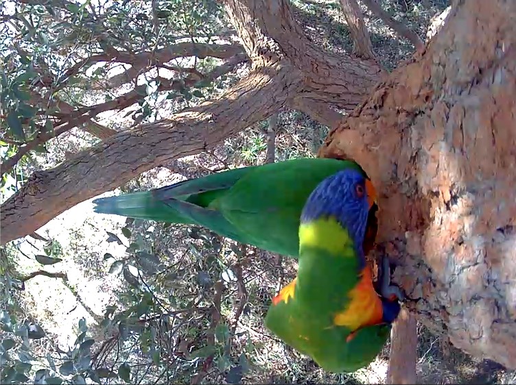 Rainbow Lorikeets in a hollow home
