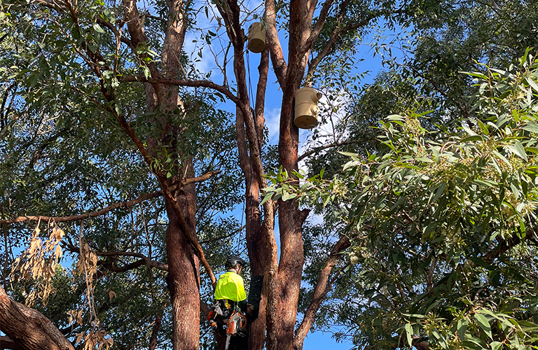 A person installing two artificial 3D nest boxes among trees at Randwick Environment Park.