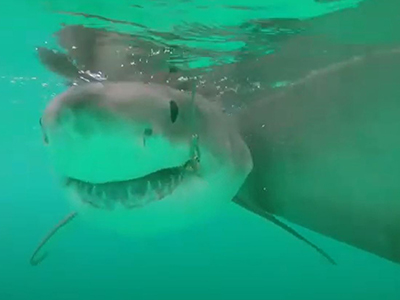 A shark caught using a Smart Drumline.