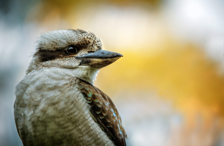 Be on the lookout for local wildlife like kookaburras. A kookaburra