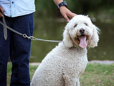 A dog smiling at the camera with a leash