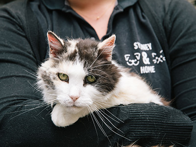 Cat desexing helps ease the burden on pounds and reduces euthanasia rates.