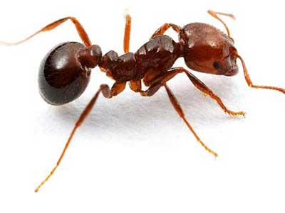 Fire ant 