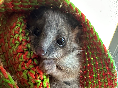 Image of an orphaned possum joey rescued by WIRES in a knitted pouch.