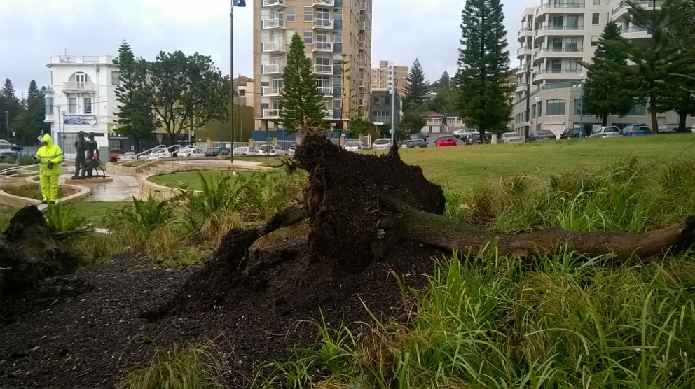 Tree uprooted in Coogee