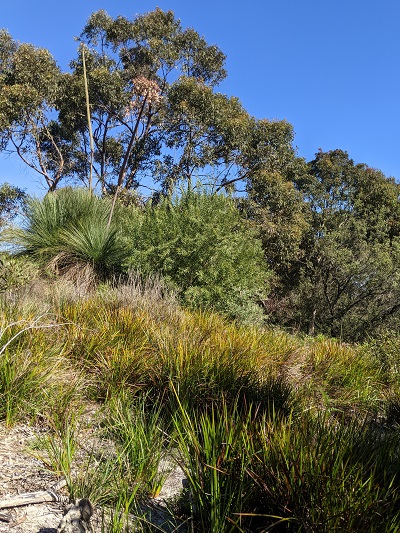 Banksia scrub community