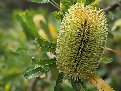 Image of a banksia