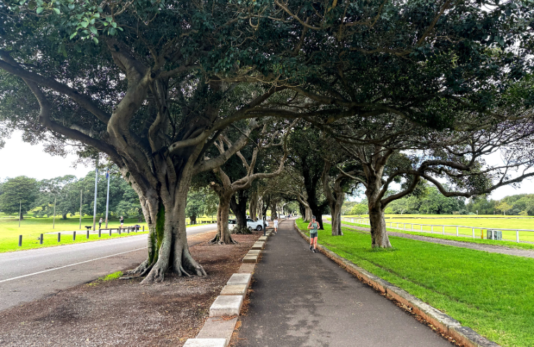 Be prepared to leave the inner loop and explore the outer perimeter. Walking track at Centennial Park with runners along the path