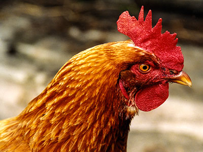 Iso-brown chicken Photo: Russ Grayson
