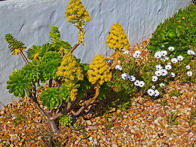 Pretty street garden