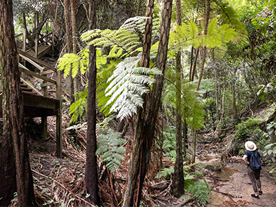 A resident admires the trees of Fred Hollows Reserve.