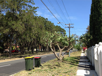 Council raises concerns about Ausgrid street tree pruning in Maroubra