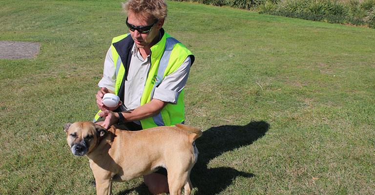 Ranger checking dog for microchip