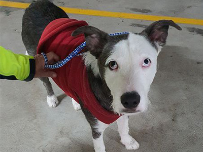 This is Sigurd, he was found at Yarra Oval and is at Sydney Dogs & Cats home looking for his owners or new forever home. 