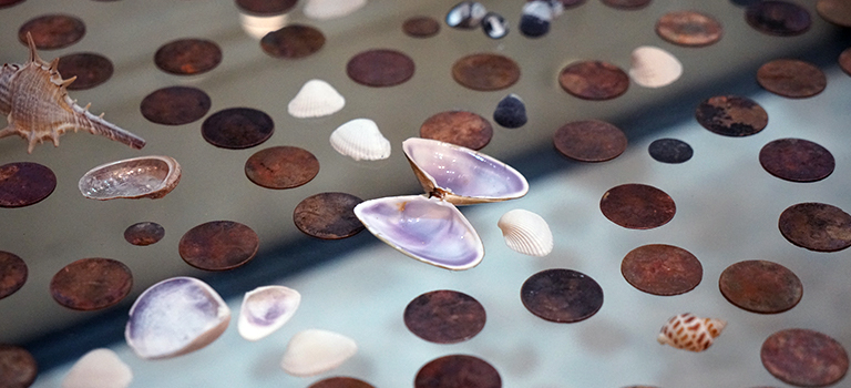 Coins and shells