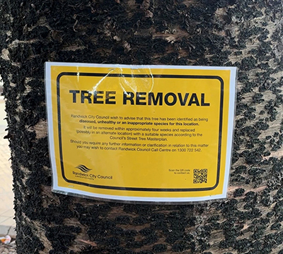 Ailing Tree Removal at Coogee Beach - Randwick City Council