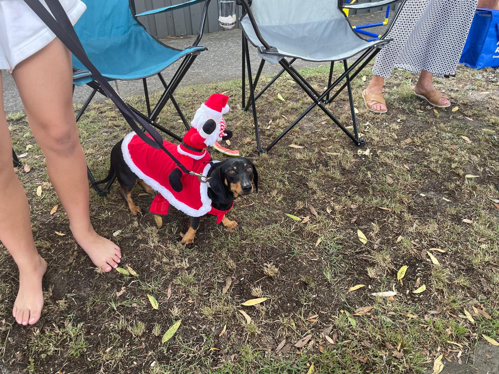 Dog at Christmas street party